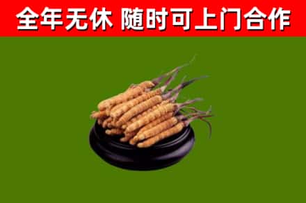 咸阳回收散虫草